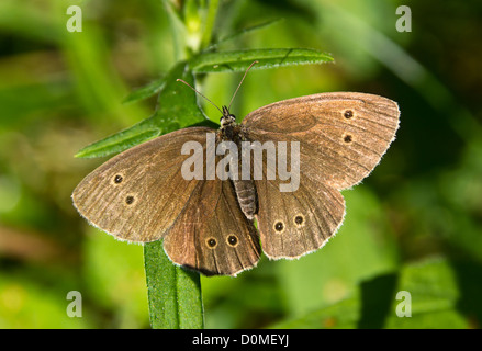 Schmetterling, Ringel, Aufwärmen im Sommersonne Strahlen. Stockfoto