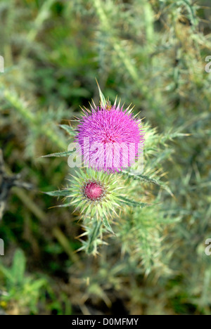 Lila Distel Blume, Wales UK Stockfoto