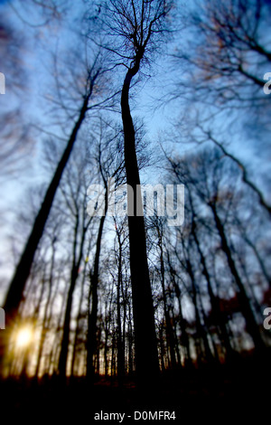 Aufwärts durch die Bäume in einem Waldgebiet mit Sonne Flair. Yorkshire Wildlife Trust Brockadale Naturschutzgebiet Stockfoto