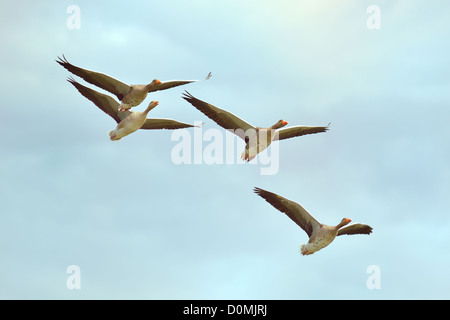 Vier graue Gänse im Flug Stockfoto