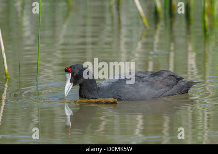 Kammblässhuhn, Fulica Cristata, rot genoppt Blässhuhn Stockfoto