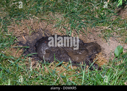 LATRINE DACHS (MELES MELES) Stockfoto