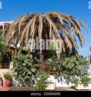 Sterben Sie due Palme für Angriffe durch den Palmrüssler Rhynchophorus Ferrugineus, Kreta Griechenland Stockfoto