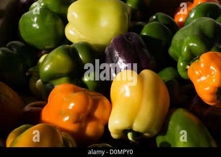 Paprika auf dem Display in einem Lagerplatz auf dem Bauernhof in der Nähe von Hebron, Illinois, USA Stockfoto