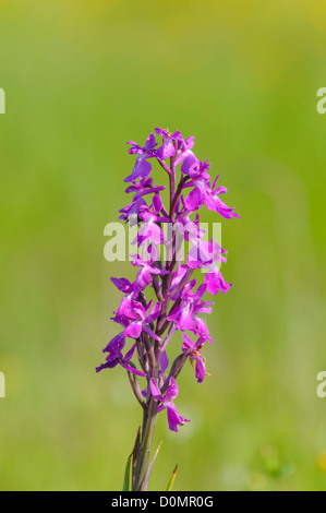 Robustes Knabenkraut, Orchis Robusta, Orchis Palustris SSP robusta Stockfoto