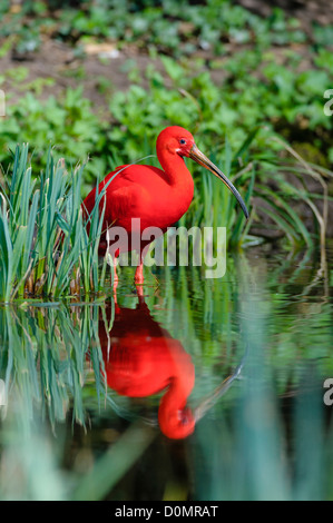 Scharlachsichler Eudocimus Ruber, scarlet ibis Stockfoto