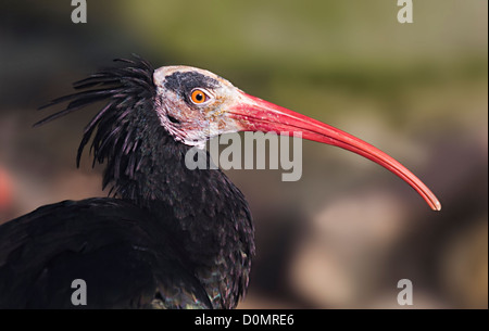 Nördlichen Waldrappen, Geronticus eremita Stockfoto