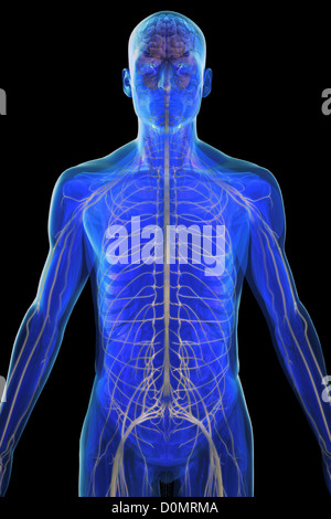 Anatomisches Modell zeigt das menschliche Nervensystem. Stockfoto