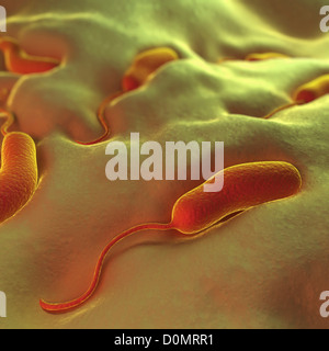 Gruppe von Vibrio Cholerae-Bakterien, die bewirkt, dass die Cholera. Stockfoto