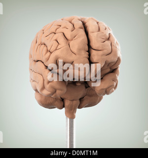 Clay-Modell zeigt die anatomische Struktur des Gehirns. Stockfoto