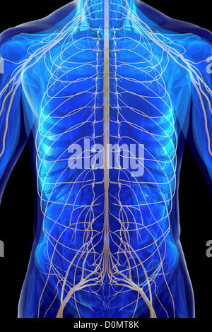 Anatomisches Modell zeigt das menschliche Nervensystem. Stockfoto