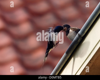 Rauchschwalbe (Hirundo Rustica) Fütterung Küken in Dachrinne. Stockfoto