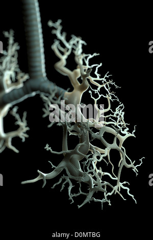 Diagramm zeigt die Struktur des Bronchus und Bronchien. Stockfoto