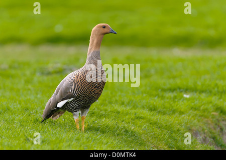 Weibliche Magellangans, Chloephaga Picta, weibliche Upland Gans Stockfoto