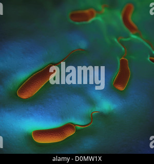 Gruppe von Vibrio Cholerae-Bakterien, die bewirkt, dass die Cholera. Stockfoto