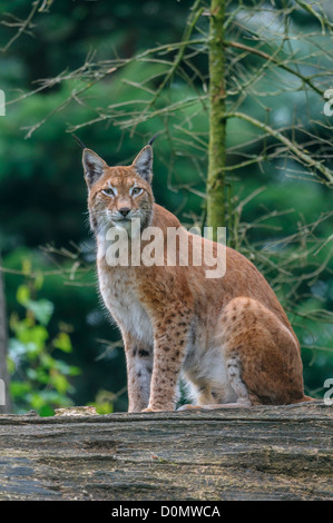 Eurasischer Luchs, Lynx Lynx, eurasische Luchse Stockfoto