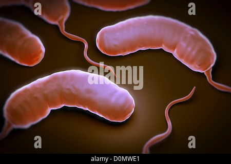 Gruppe von Vibrio Cholerae-Bakterien, die bewirkt, dass die Cholera. Stockfoto