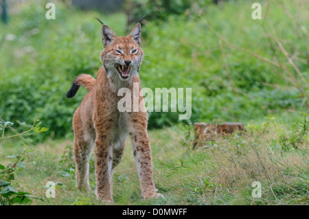 Eurasischer Luchs, Lynx Lynx, eurasische Luchse Stockfoto