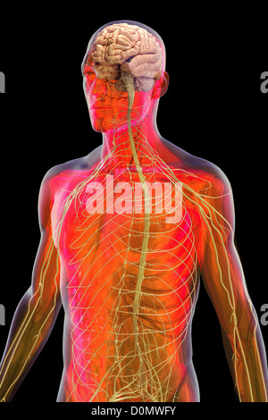 Anatomisches Modell zeigt das menschliche Gehirn und Nervensystem. Stockfoto