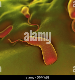 Gruppe von Vibrio Cholerae-Bakterien, die bewirkt, dass die Cholera. Stockfoto