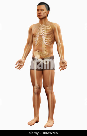 Anatomisches Modell zeigt die Knochen, die die menschliche Skelett-Struktur zu bilden. Stockfoto
