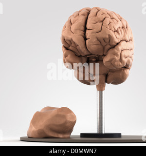 Clay-Modell zeigt die anatomische Struktur des Gehirns. Stockfoto