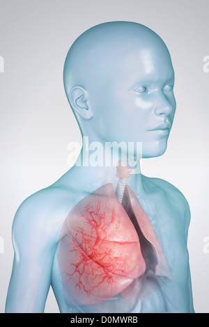 Anatomisches Modell eines Kindes zeigt das respiratorische System. Stockfoto