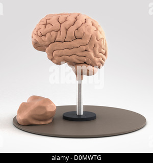Clay-Modell zeigt die anatomische Struktur des Gehirns. Stockfoto