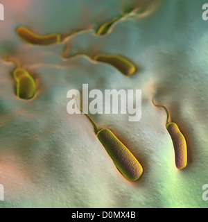 Gruppe von Vibrio Cholerae-Bakterien, die bewirkt, dass die Cholera. Stockfoto