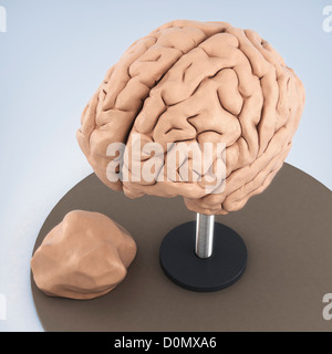 Clay-Modell zeigt die anatomische Struktur des Gehirns. Stockfoto