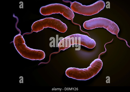 Gruppe von Vibrio Cholerae-Bakterien, die bewirkt, dass die Cholera. Stockfoto