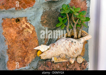 Große Muschel Conch als Blumentopf Stockfoto