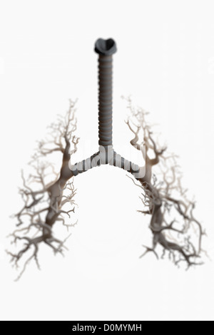 Diagramm zeigt die Struktur der Bronchien und Bronchien. Stockfoto