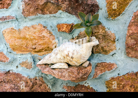 Große Muschel Conch als Blumentopf gegen Steinmauer Stockfoto