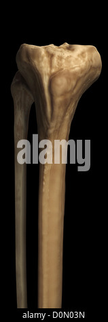 Modell der Tibia und Fibula Knochen, die Bestandteil der menschlichen Bein. Stockfoto