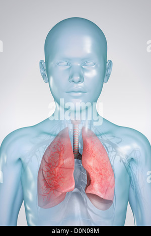 Anatomisches Modell eines Kindes zeigt das respiratorische System. Stockfoto