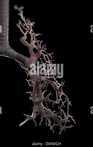 Diagramm zeigt die Struktur des Bronchus und Bronchien. Stockfoto