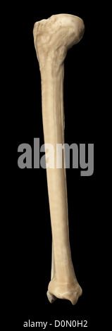 Modell der Tibia und Fibula Knochen, die Bestandteil der menschlichen Bein. Stockfoto