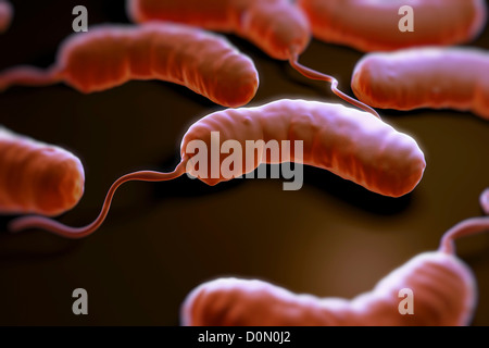 Gruppe von Vibrio Cholerae-Bakterien, die bewirkt, dass die Cholera. Stockfoto