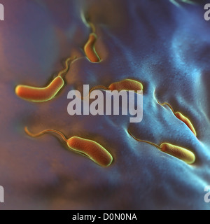 Gruppe von Vibrio Cholerae-Bakterien, die bewirkt, dass die Cholera. Stockfoto