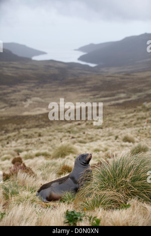 Neuseeland Seelöwe (Phocarctos Hookeri) auch bekannt als Hooker Seelöwen auf Campbell Island, Subantartic Inseln, Neuseeland Stockfoto