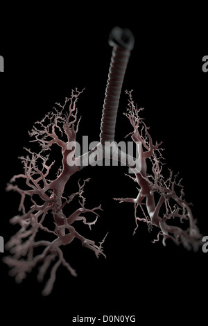 Diagramm zeigt die Struktur der Bronchien und Bronchien. Stockfoto