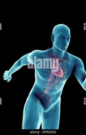 Eine sprinten männliche Figur mit dem Herz-Kreislauf-System und Herz sichtbar innerhalb des Körpers. Stockfoto