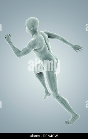 Eine sprinten männliche Figur mit den inneren Organen im Körper sichtbar. Stockfoto