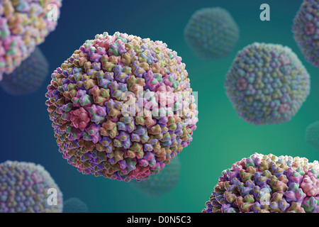 Struktur des menschlichen Adenovirus (PDB 3IYN). Stockfoto