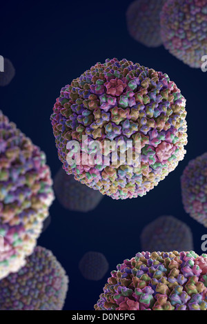 Struktur des menschlichen Adenovirus (PDB 3IYN). Stockfoto