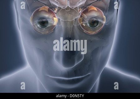Eine Nahaufnahme der ein anatomisches Modell zeigt die Anatomie der Augen in Bezug auf das Gehirn und Schädel. Stockfoto