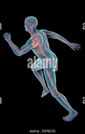 Eine sprinten männliche Figur mit dem Herz-Kreislauf-System und Herz sichtbar innerhalb des Körpers. Stockfoto