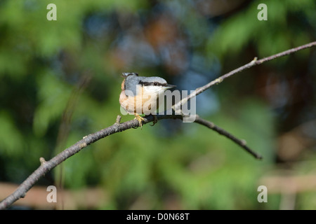 Eurasische Kleiber (Sitta Europaea) thront auf einem Toten Ast Stockfoto