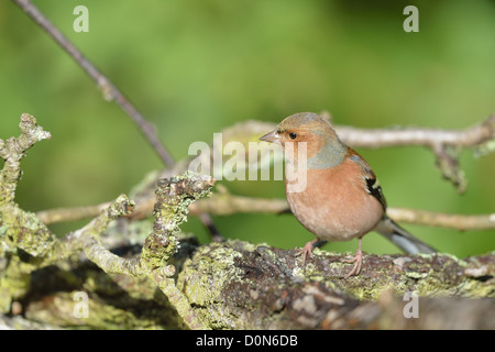 Europäische Buchfink - gemeinsame Buchfinken (Fringilla Coelebs) männlich stehend auf einem Toten Ast Stockfoto